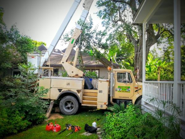 Stanford Tree Trimming & Removal