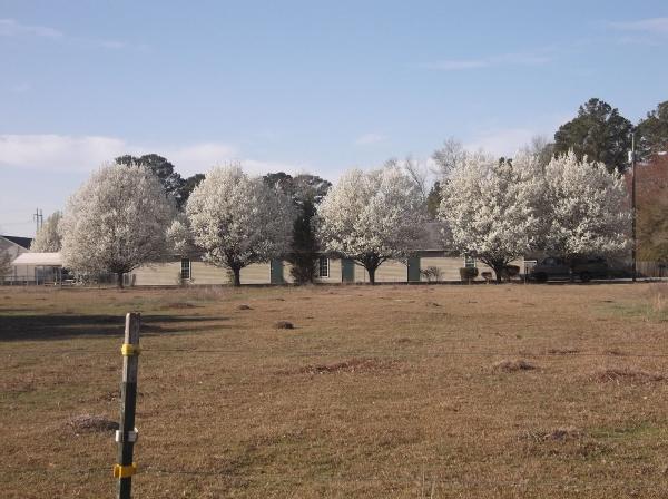 Tree-Gone-Ometry