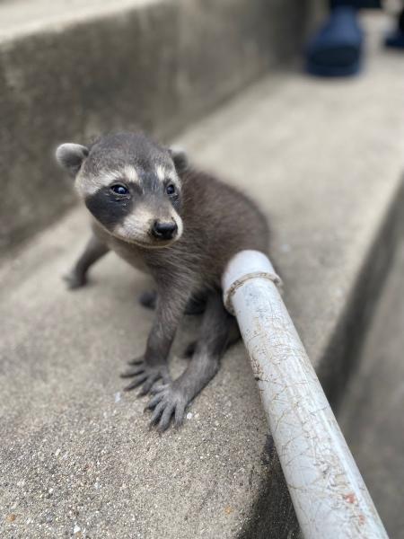 Complete Pest Control & Wildlife