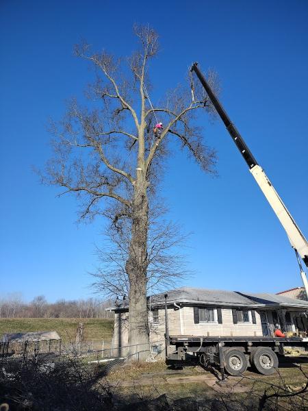 Arbor Image Tree Service