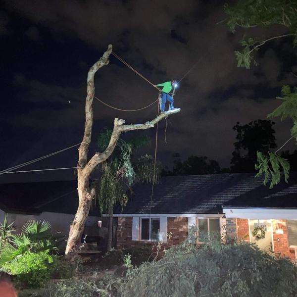 Mesa Tree Removal