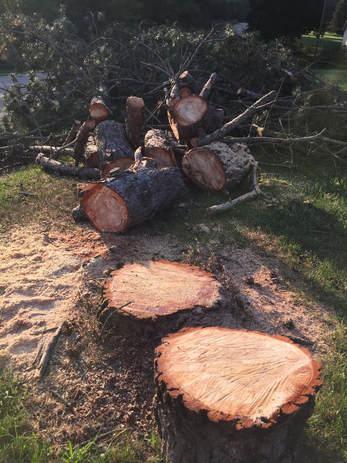 Jackson Tree Company