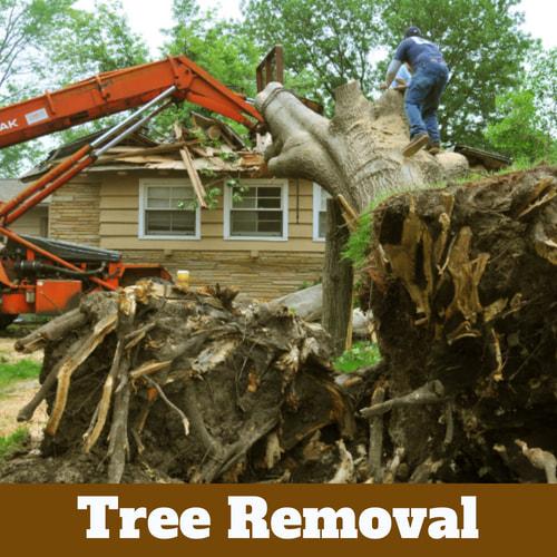 Jackson Tree Company