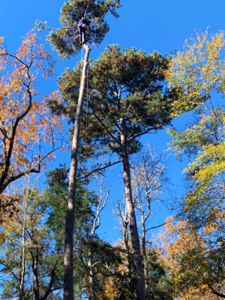 Tree Brother Tree Service