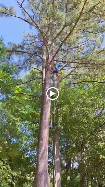 Tree Brother Tree Service