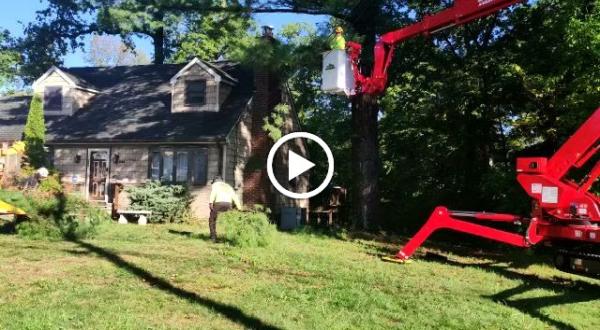 Sami's Tree Service