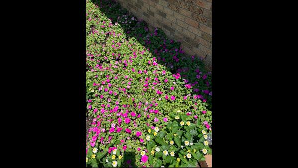 Tulsa Lawn Care Services and Maintenance LLC