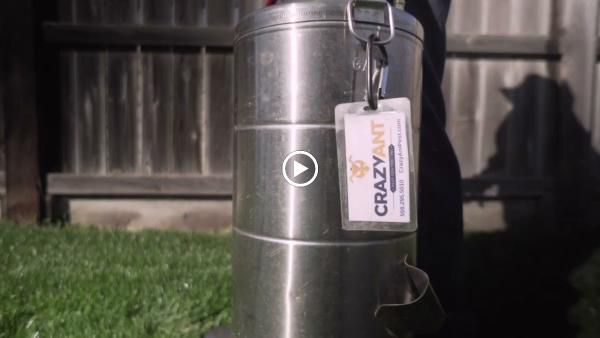 Crazy Ant Pest Control