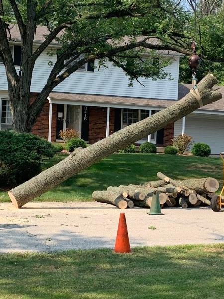 County Tree Service