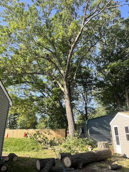 Dr.tree