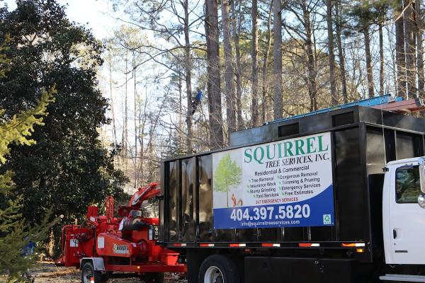 Squirrel Tree Services