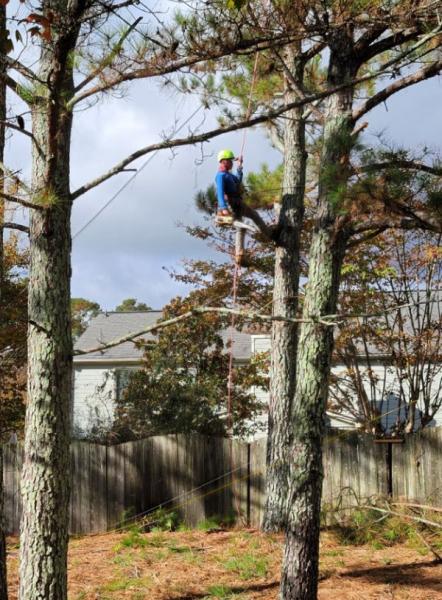 Squirrel Tree Services