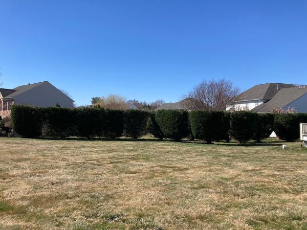 Maryland Professional Tree Services