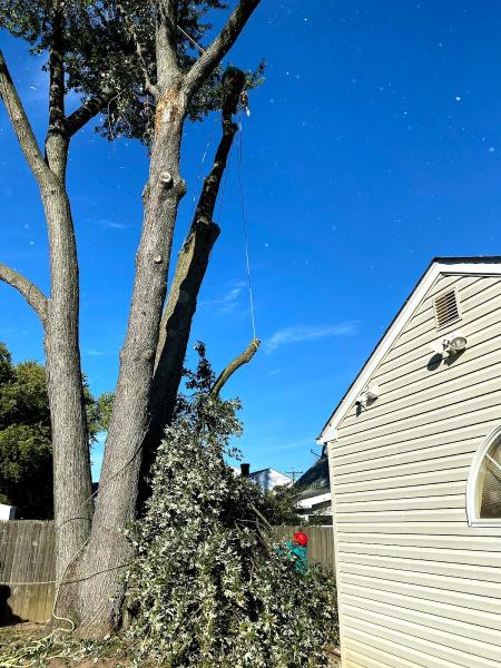 Maryland Professional Tree Services