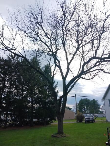 Thunder Creek Tree LLC