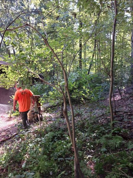 Thunder Creek Tree LLC
