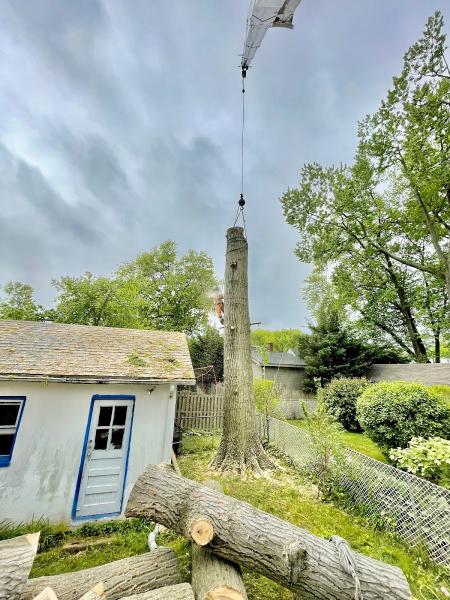 Supreme Tree Solutions LLC