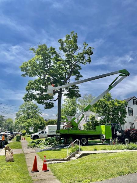 Supreme Tree Solutions LLC