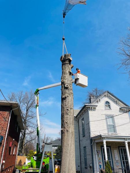 Supreme Tree Solutions LLC