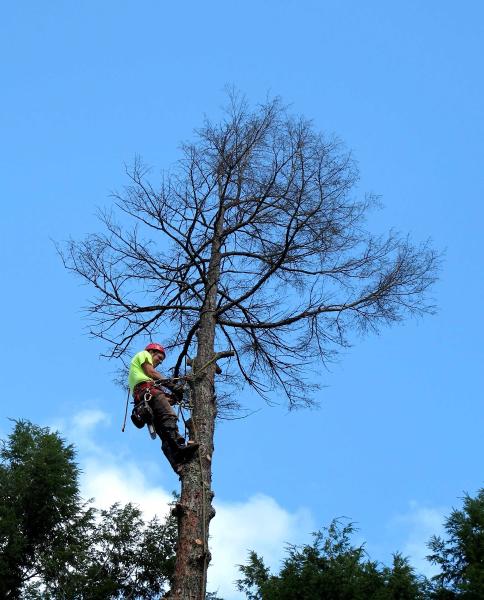 Josh's Tree Service