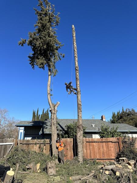 Golden Tree Care
