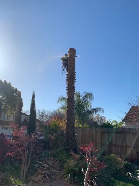 Golden Tree Care