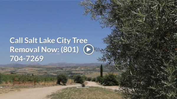 Salt Lake City Tree Removal