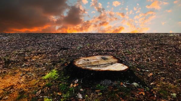 Stumped Up