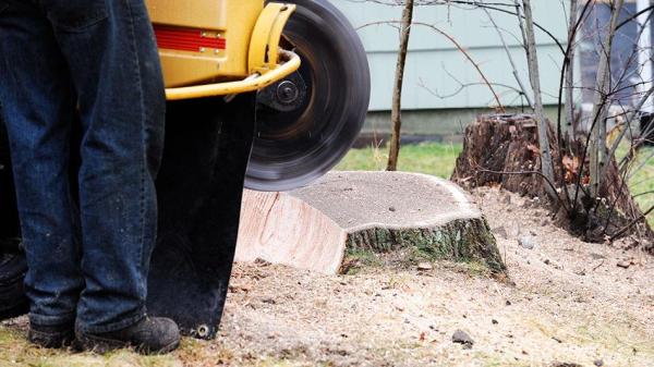 The Stump Guy