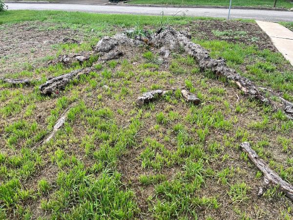 The Stump Guy