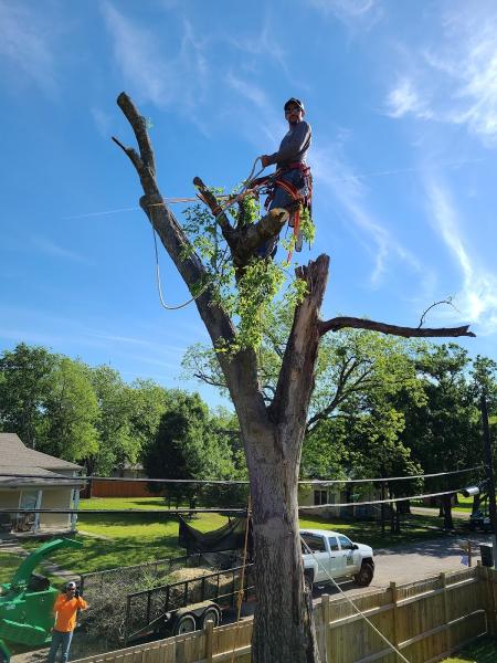 Flores Tree Service