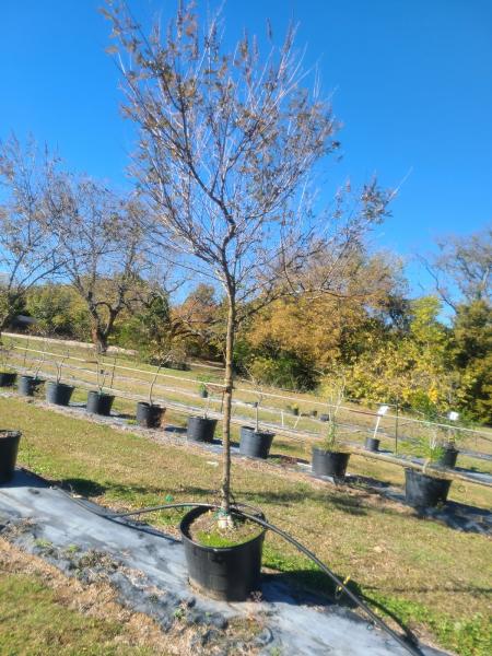 Flores Tree Service