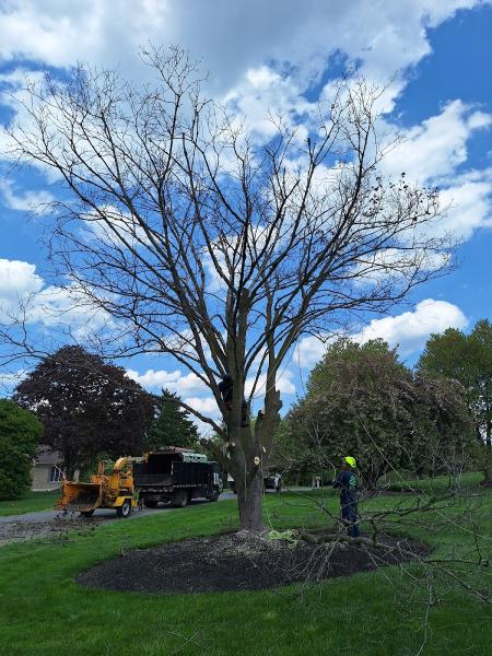 G&G Tree Service
