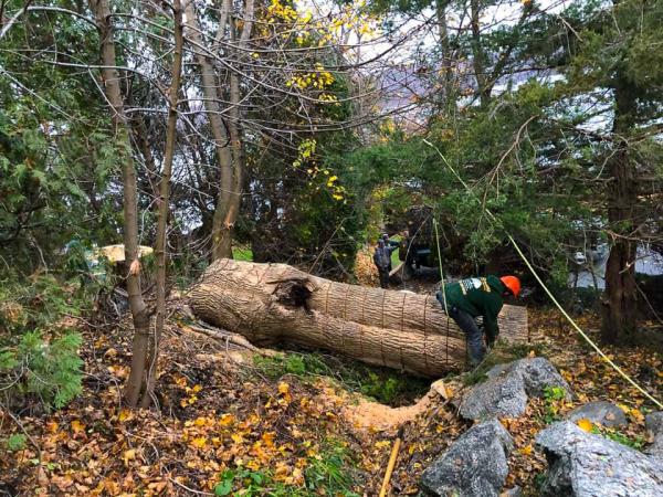 Claudio Tree Work and Landscaping LLC