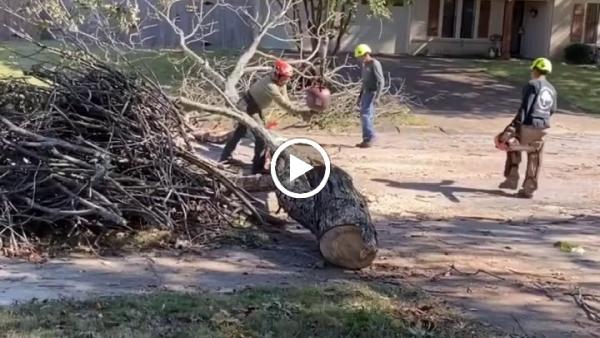 Woodland Tree Service