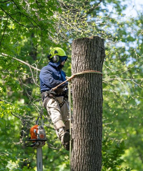 Woodland Tree Service