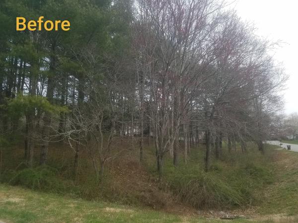 New Leaf Tree Service