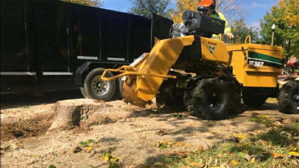 My Arborist!