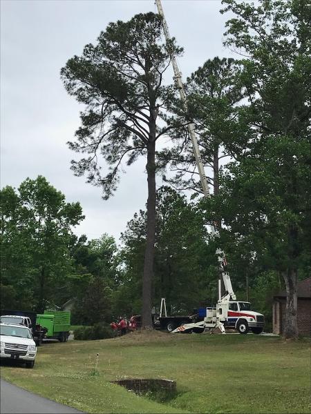Solid Roots Tree Service LLC