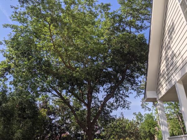 Solid Roots Tree Service LLC