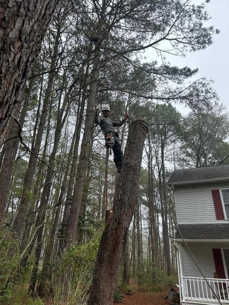 Sam Barrera Tree Services