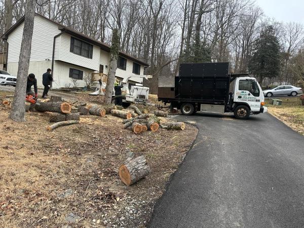 Sam Barrera Tree Services