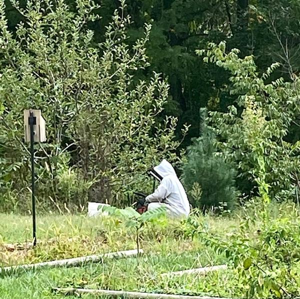 PA Honeybee Rescue