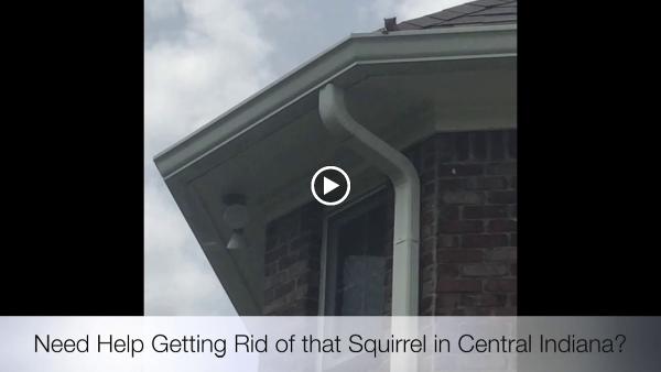 Modern Wildlife Control