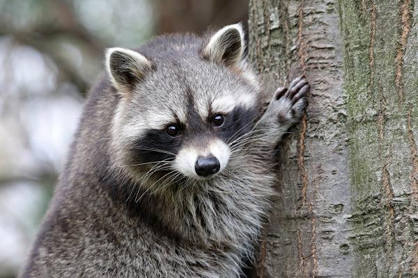 Modern Wildlife Control