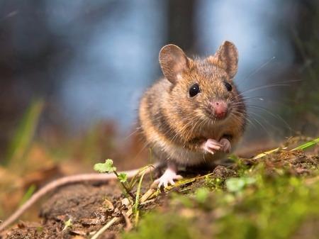 Eliminate All Pest Control Inc.