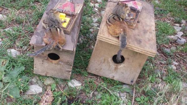 Boise Animal Exterminator