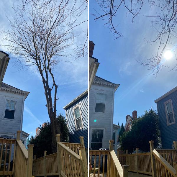 Grateful Tree Service