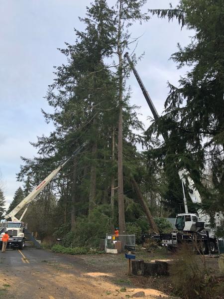 Hunter's Tree Services