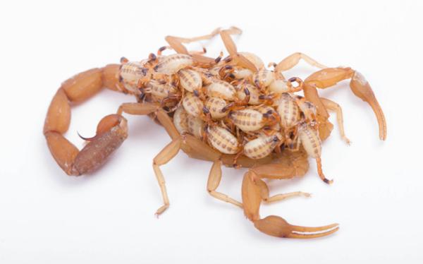 Arizona Termite